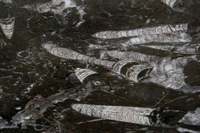 Nero Fossile