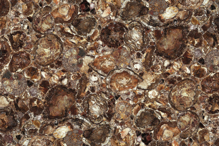 Brown petrified wood